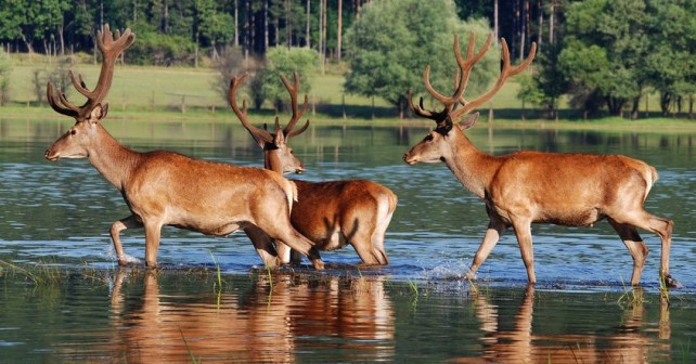 Texas parks and wildlife deer hunting season