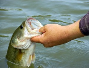 bass fishing2